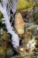 looking for Cleanr Shrimp and came across this Cowry