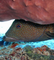 Feeling a bit blue lately?  A coney seems to ponder his choices at Crashboat, Aguadilla. 