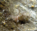 these little guys are so cool. found him in the tide pools at sandy beach on oahu. 