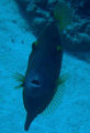 This is a Orange filefish one of the coolest little fish in the sea.