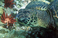 Honu, near shore reef Maui. 350d no strobe.