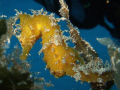 Seahorse on the anchor of the Rozi wreck, Malta.