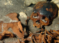 Mayan skeleton found in a sinkhole near Merida in the Yucatan Peninsula.
Nikon D70, 18-70mm lens and Fantasea housing.
