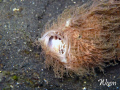 Photo taken in Lembeh. The hairy frogfish was yawning after a long walk.