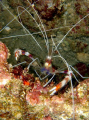 stenopus hispidus this morning at hanauma bay. he was a friendly little bugger. hanauma bay, oahu.