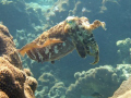 Cuttle fish posing in shallow water, beautiful suject in perfect light