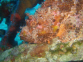 Scorpionfish on the wreck of the Beaufighter, Malta.