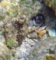 Holding hands! I came upon this scene in very shallow water on Cayman Brac 3/07. The octopi appear to be 