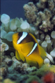 A home guarding Red Sea anemonefish