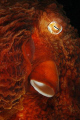 giant pacific octopus - hood canal, washington