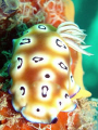 A beautiful Chromodoris leopardus nudibranch at Mabul midreef.