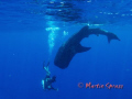 Whaleshark and diver in action