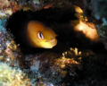 Dwarf Moray taken at Sharks Cove Oahu Hawaii.