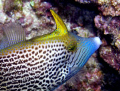 Fantail Filefish taken at Sharks Cove Oahu Hawaii.