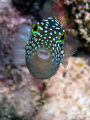 Hawaiian White Spotted Toby taken at Hanauma Bay Oahu Hawaii.