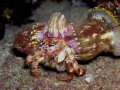 Jeweled Anemone Crab taken at Three Tables Oahu Hawaii.