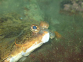 a curious flatfish