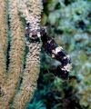 Roatan Sea Horse! 