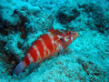 redbarred hawkfish. hanauma bay, oahu.