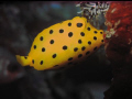 Yellow Boxfish feeding, taken at Mabul Island