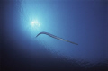 Cornetfish following me almost whole dive, Brother Island, Red Sea, Egypt. F100 + 20mm