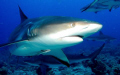 Caribbean Reef Shark! Fun dive 18 or so sharks. Pic taken with Nicon D80 