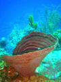 Vase sponge, In the Turks and Caicos islands.