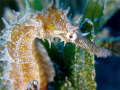 Sea Horse in Marsa Abu Dabab by Alex.
Olympus C50 Zoom +2x Inon Macro Lenses 165 UD.
