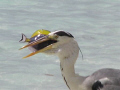 Just caught lunch....taken in the Maldives with my Olympus C750 camera