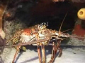 lobster taken in cozumel mexico