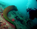 This was on the wreck of the Sea Emperor in Pompano Beach, Florida. I was behind this huge free swimming moray eel. My buddy was coming up the side of the wreck when they practically ran into each other...a  little 