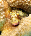 speckled hawkfish facing out this time. you could say we see eye to eye. hanauma bay, oahu