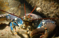 lobster, The Keyra,Dorset, Uk