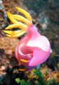 Hypselodoris apolegmo, Sanghir Island, Indonesia