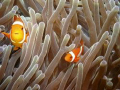 Clown fish, Apo Island, Philippines