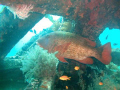 a red snapper at Talima Marine Sanctuary, Lapu-Lapu City, Cebu Philippines