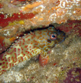 stocky hawkfish trying to swim away under a boulder. love the patterns. pupukea, oahu.