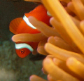 shy nemo @ dakit-dakit marine sanctuary, buyong, maribago, lapu-lapu city, mactan island, philippines