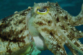 cuttlefish, wakatobi , indonesia 