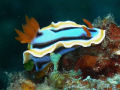 Nudibranch. Puerto Galera, Philippines