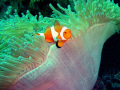 anemone fish @ dakit-dakit marine santuary, buyong, maribago,lapu-lapu city, mactan island, cebu, philippines