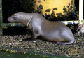 Seals are always around the oil rigs in California. They sunbath at the top, and when divers enter the water they do too.