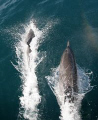 Dolphins playing with the waves that the boat generated on the way to Catalina Island.