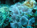 Social Tube Worms, Grand Turk, taken with a Nikon 8800 camera at 8M Pixel with Flash at 45 ft.