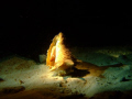 Carrucho night dive Mona island Puerto Rico