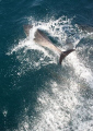 Dolphin enjoying the waves created by our boat.