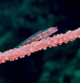 pigmy goby on a whip coral @ kontiki wall, maribago, lapu-lapu city, cebu, philippines