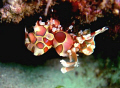 harlequin shrimp @ maribago marine station, lapu-lapu city, cebu, philippines