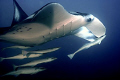 I had a 50mm macro lens on my camera when we dived Doodles, not expecting anything big to come visit that day.  As Murphy arranged, the Manta Ray circled more than 10 minutes around us.