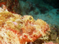 Raggy scorpion fish, Apo Island, Philippines